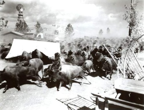 buffalo_stampede_photo.jpg (46348 bytes)