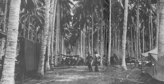 US_camp_in_palm_forest.jpg (44037 bytes)