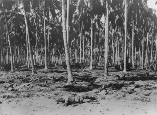 PalmForest_andJap_Dead.jpg (60011 bytes)